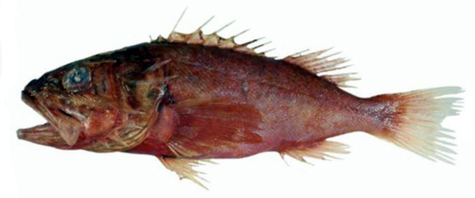 Setarches guentheri_04.jpg